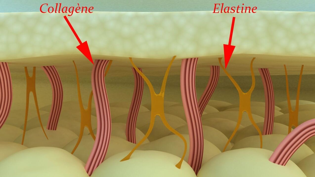 Collagen and elastin - structural proteins in the skin